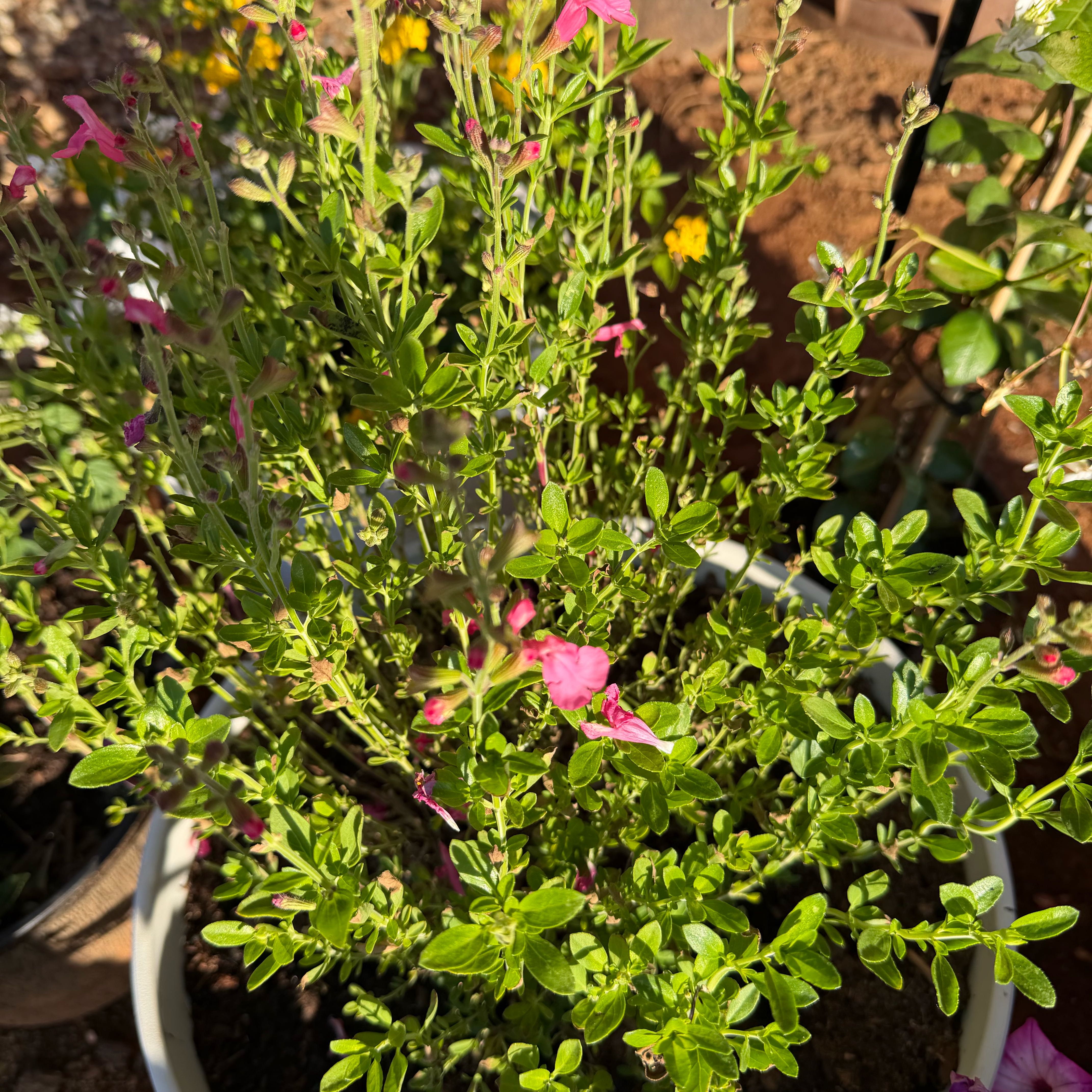 Photo of the plant species Autumn Sage by @BonafideLithop named Salvia on Greg, the plant care app
