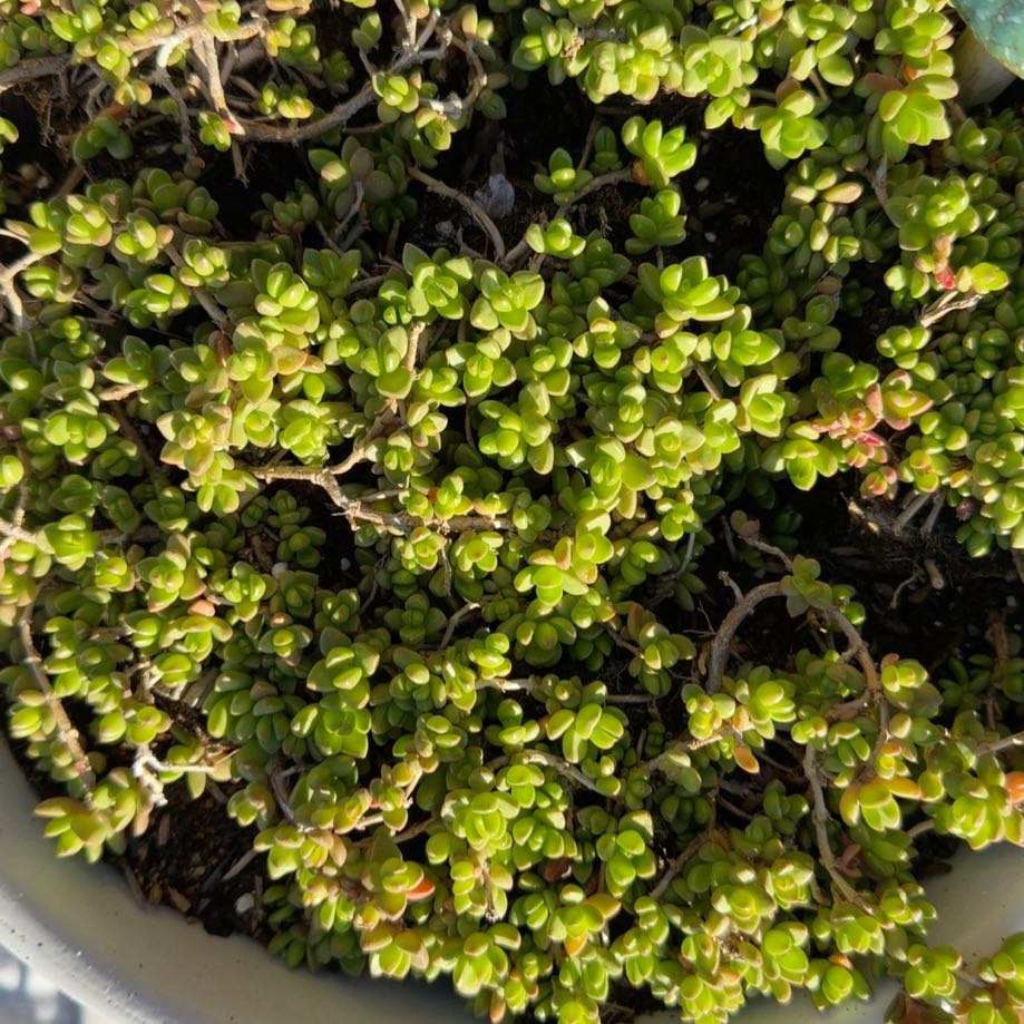 Photo of the plant species Geranium 'Red Ice' by @BonafideLithop named Ice Plant on Greg, the plant care app