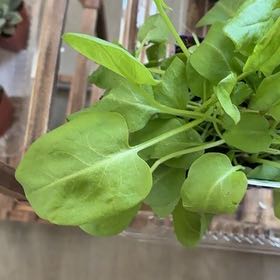 Photo of the plant species Common Sorrel by @KookyBibi0 named Bieber on Greg, the plant care app