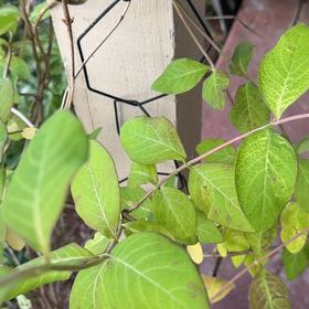 Photo of the plant species Morrow's Honeysuckle by @HipAgarito20 named Clooney on Greg, the plant care app