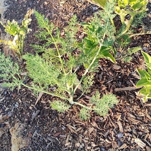 Photo of the plant species Dill by @StableCaraway78 named Austen on Greg, the plant care app