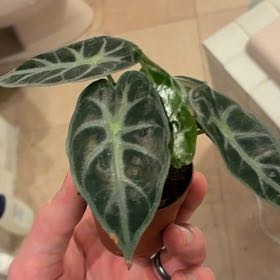 Photo of the plant species Alocasia 'Mandalay' by @FineRhubarb58 named Hemingway on Greg, the plant care app