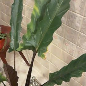 Photo of the plant species Purple Sword by @FineRhubarb58 named Cleopatra on Greg, the plant care app