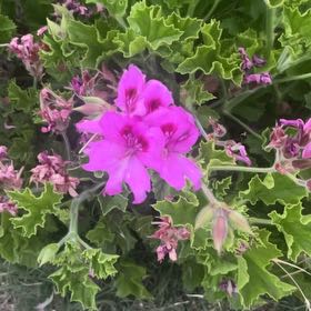 Photo of the plant species Hooded-Leaf Pelargonium by @LimberOmnom87 named Xena on Greg, the plant care app