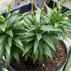 Photo of the plant species Asiatic Lily by @GeniusPinoak21 named Dolores on Greg, the plant care app