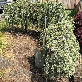 Photo of the plant species Atlas Cedar by @AdeptMikimiki16 named Blue Atlas Cedar on Greg, the plant care app