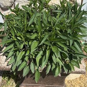 Photo of the plant species Blackeyed Susan by @AdeptMikimiki16 named Blackeyed Susan on Greg, the plant care app