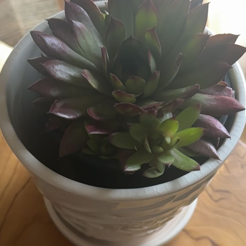 Photo of the plant species Sempervivum Globiferum by @AdeptMikimiki16 named Hens and Chicks on Greg, the plant care app