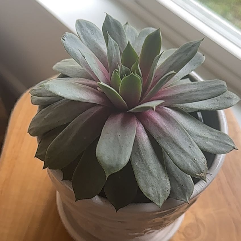 Photo of the plant species Sempervivum Globiferum by @AdeptMikimiki16 named Hens and Chicks on Greg, the plant care app