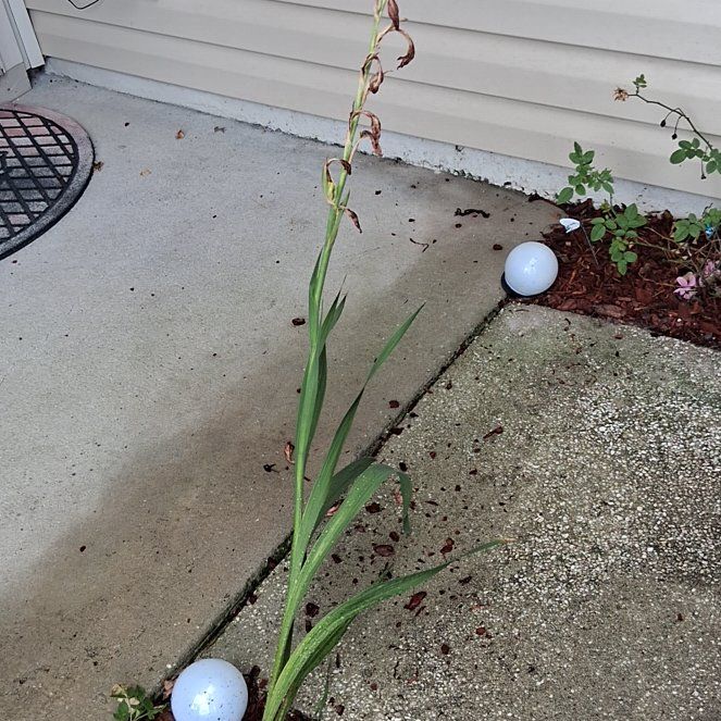 Photo of the plant species Eastern Gladiolus by @ModernMoonstone named Khaleesi on Greg, the plant care app