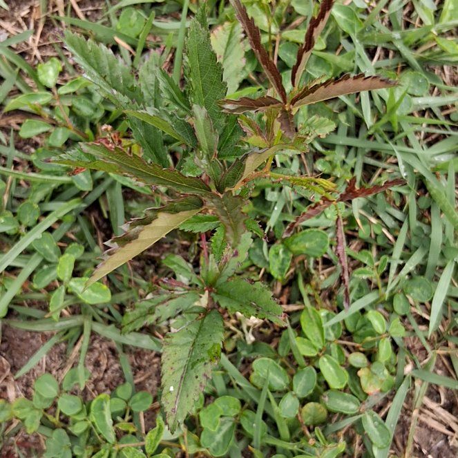 Photo of the plant species Hairy Beggarticks by @ModernMoonstone named Morgan Treeman on Greg, the plant care app
