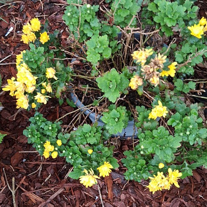 Photo of the plant species Bird's-Foot Trefoil by @ModernMoonstone named Gomez on Greg, the plant care app