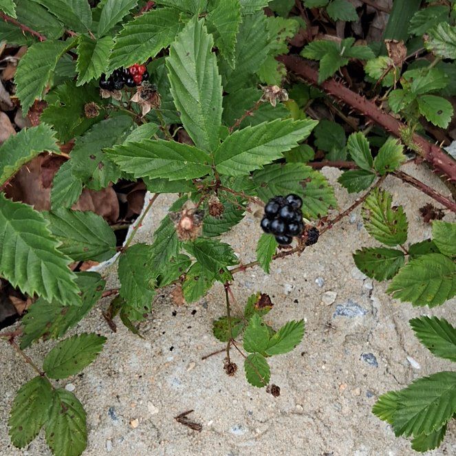 Photo of the plant species Southern Dewberry by @ModernMoonstone named Tree Diddy on Greg, the plant care app