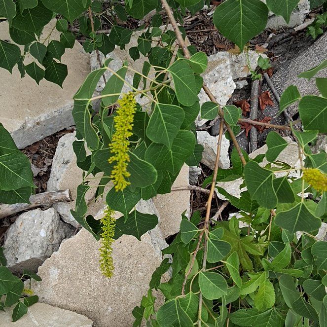 Photo of the plant species Chinese Tallow by @ModernMoonstone named da Vinci on Greg, the plant care app