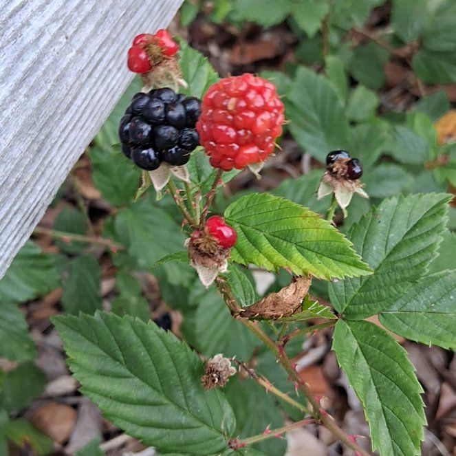 Photo of the plant species Rubus Allegheniensis by @ModernMoonstone named Harmony on Greg, the plant care app