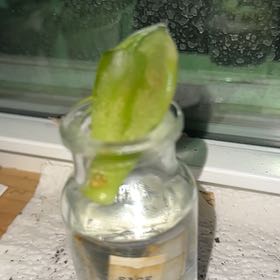 Photo of the plant species Suculent by @YiftRosemary45 named Harper on Greg, the plant care app