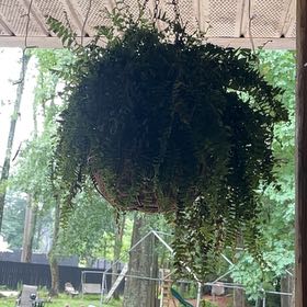 Photo of the plant species White Jasmine by @LordlyRoselle named Morgan Treeman on Greg, the plant care app