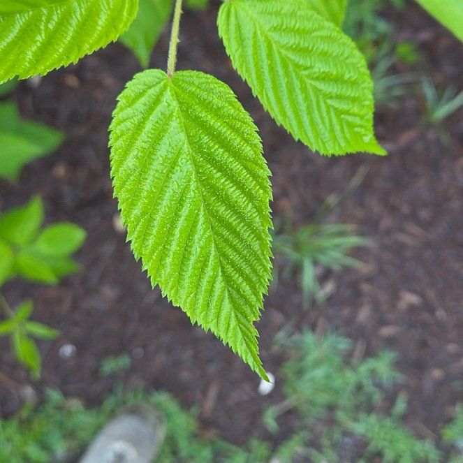 Photo of the plant species Allegheny Blackberry by @TrueIronweed63 named Mando on Greg, the plant care app
