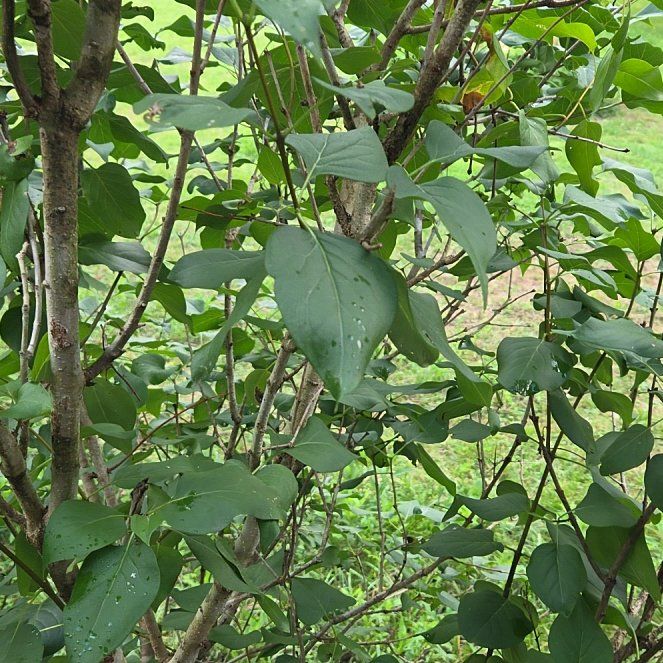 Photo of the plant species Lilac by @TrueIronweed63 named Queen on Greg, the plant care app