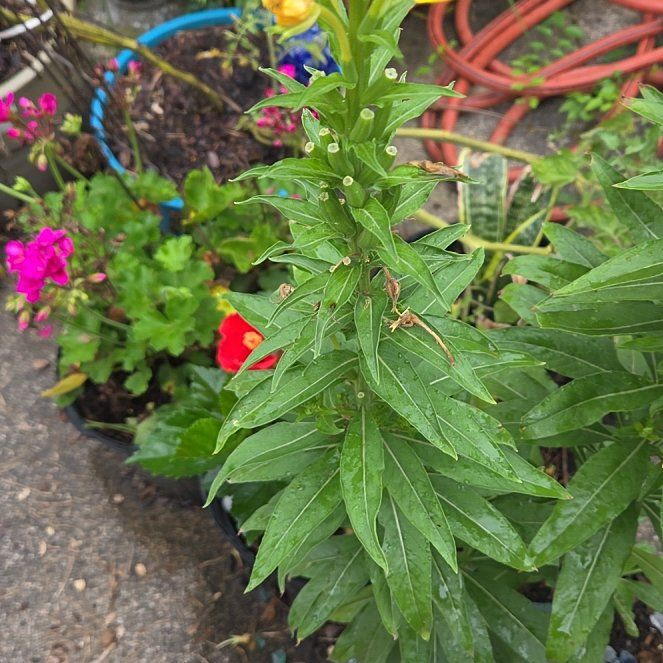 Photo of the plant species Common Evening-Primrose by @TrueIronweed63 named Luna on Greg, the plant care app