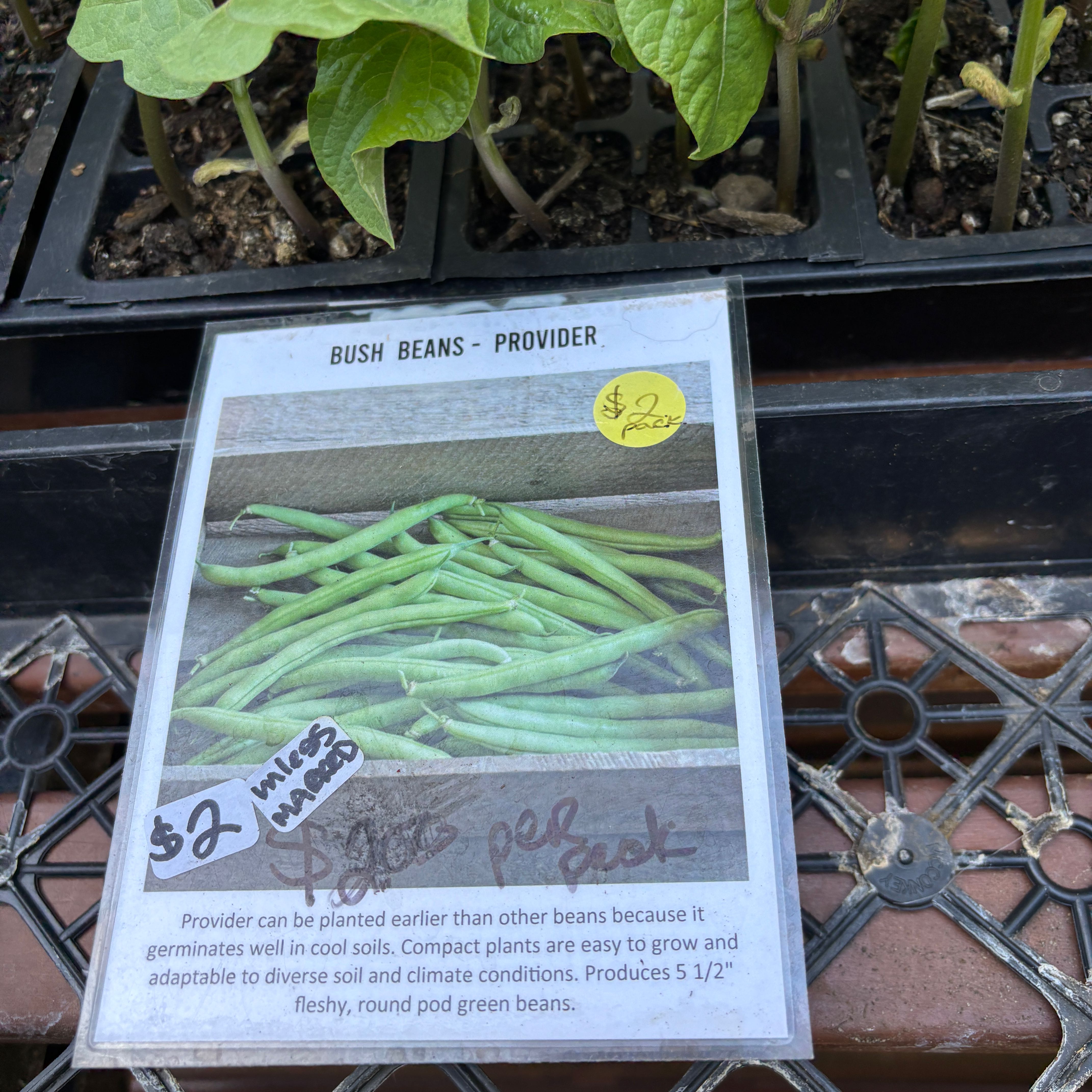 Photo of the plant species Provider Bean by @GnarlyLemon named Zeus on Greg, the plant care app