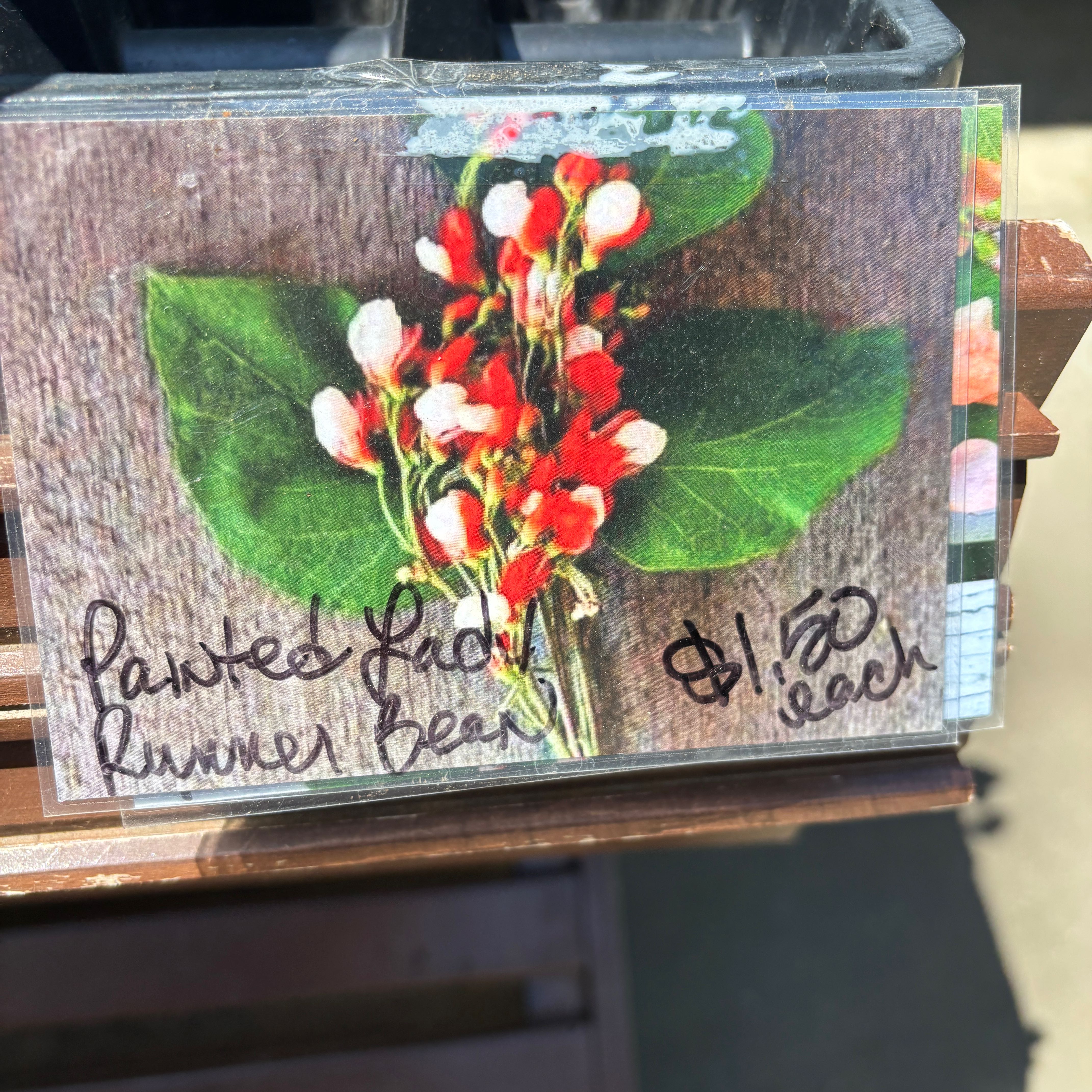 Photo of the plant species Runner Bean by @GnarlyLemon named Forrest on Greg, the plant care app