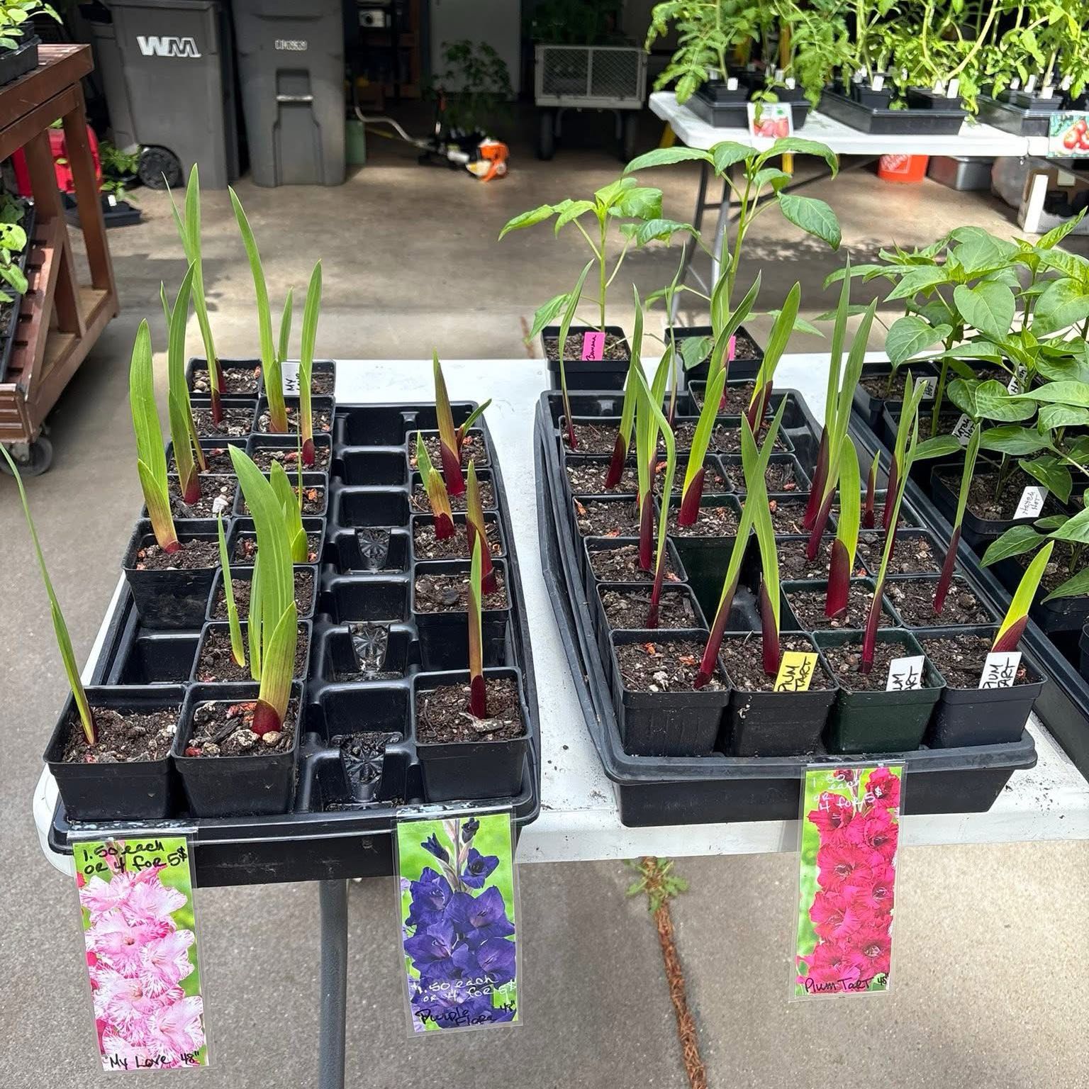 Photo of the plant species Gladiolus by @GnarlyLemon named Gladiolus on Greg, the plant care app