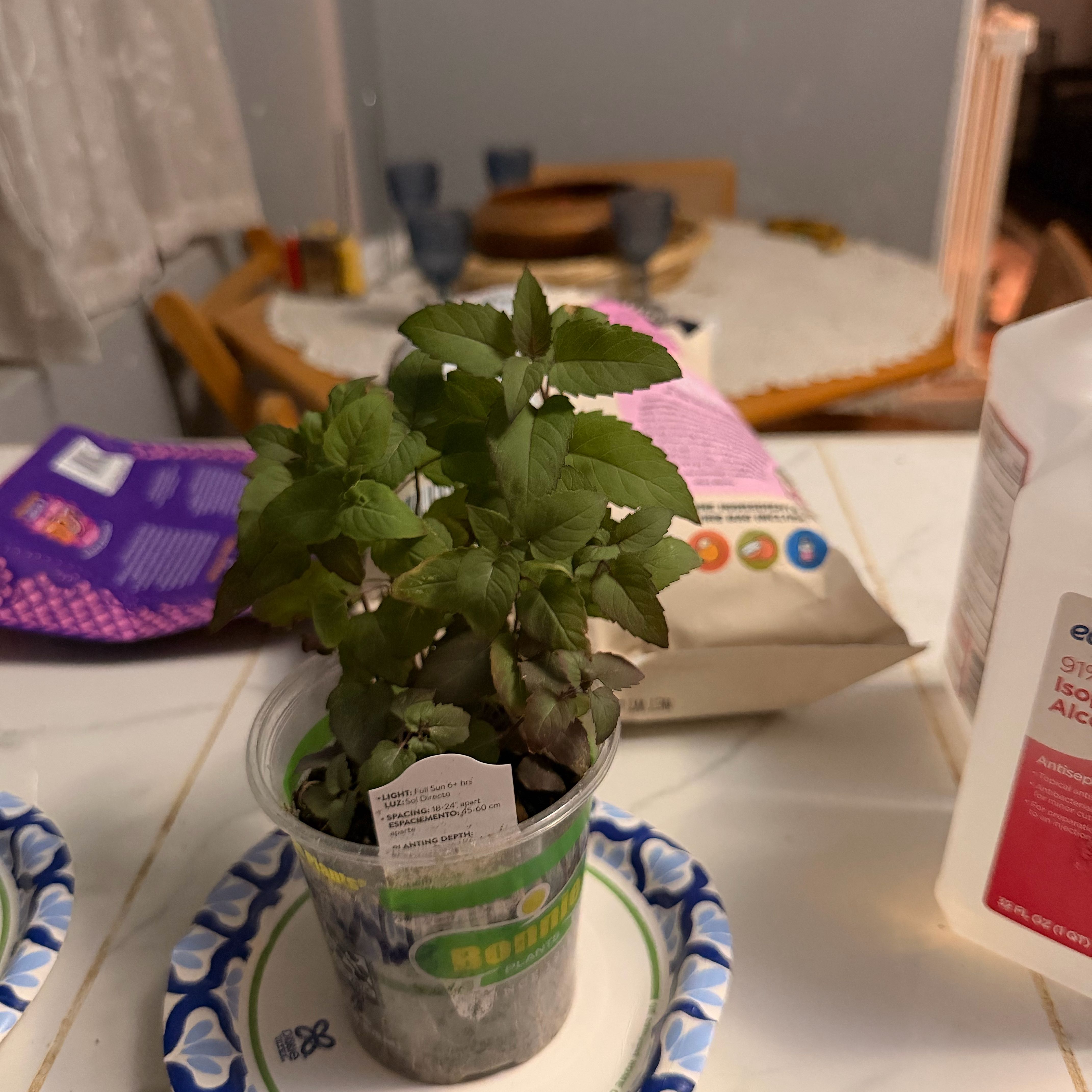 Photo of the plant species Bee Balm by @LeadingBibi7 named Bella on Greg, the plant care app