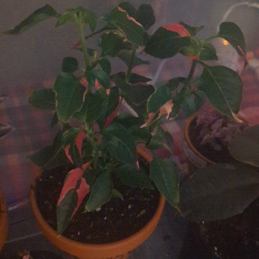 Photo of the plant species Calico Plant by @YernMullein35 named Calico on Greg, the plant care app