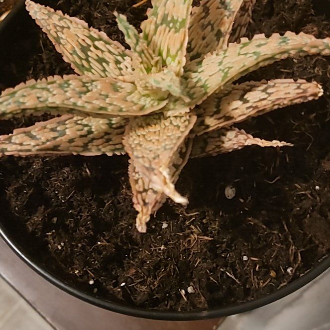 Photo of the plant species Pink Blush Aloe by @NewTheprince21 named Rosie on Greg, the plant care app