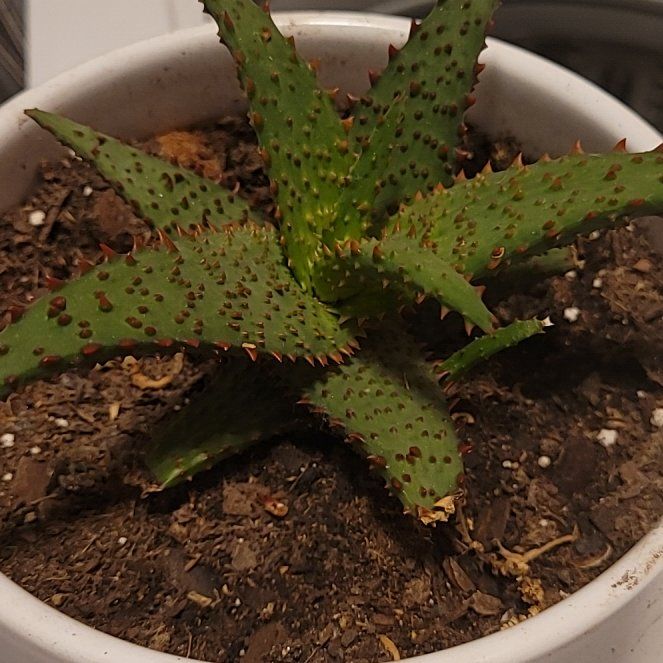 Photo of the plant species Aloe 'Purple People Eater' by @NewTheprince21 named Mercury on Greg, the plant care app