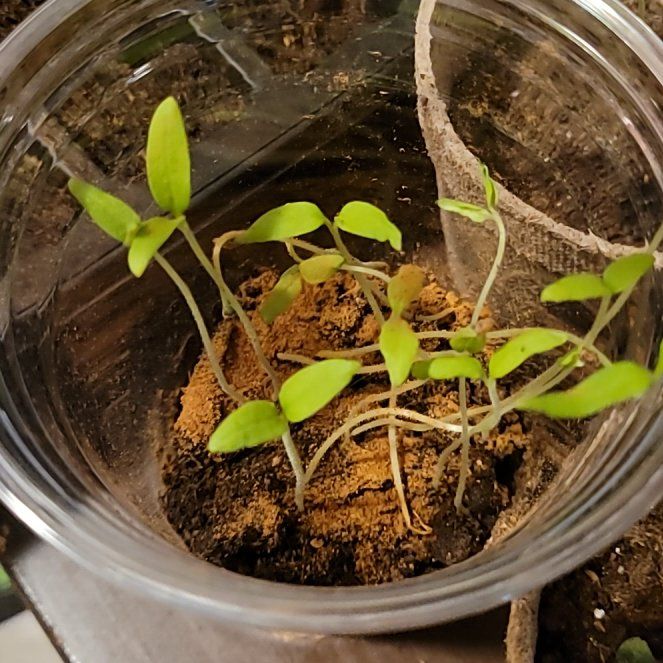 Photo of the plant species Cherokee Purple Tomato by @NewTheprince21 named Keanu Leaves on Greg, the plant care app
