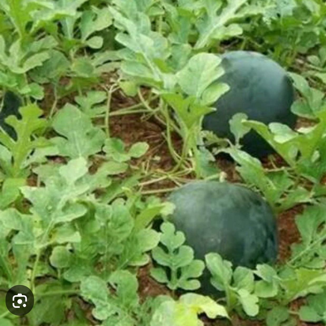 Photo of the plant species Bush Sugar Baby Watermelon by @BestPalqui5 named Watermelon on Greg, the plant care app