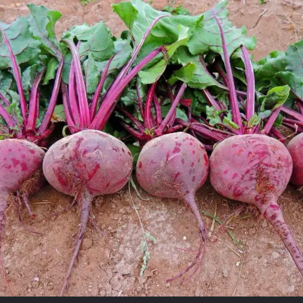 Photo of the plant species Common Beet by @BestPalqui5 named Beet on Greg, the plant care app