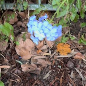 Photo of the plant species Blue Plumbago by @YernPlumtree2 named Foxxy on Greg, the plant care app