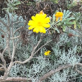 Photo of the plant species Crown Daisy by @YernPlumtree2 named Wall-E on Greg, the plant care app