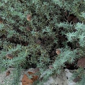 Photo of the plant species Italian Strawflower by @YernPlumtree2 named Morgan Treeman on Greg, the plant care app
