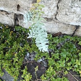 Photo of the plant species Myrtle Spurge by @YernPlumtree2 named Maya on Greg, the plant care app