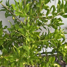 Photo of the plant species Button Mangrove by @YernPlumtree2 named Athena on Greg, the plant care app