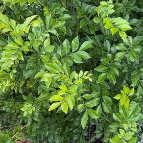 Photo of the plant species Mock Orange by @YernPlumtree2 named Forrest on Greg, the plant care app