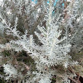 Photo of the plant species Cotton Lavender by @YernPlumtree2 named Ronaldo on Greg, the plant care app