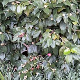 Photo of the plant species Camellia by @YernPlumtree2 named Anne on Greg, the plant care app