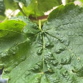 Photo of the plant species Sycamore Maple by @PrimoFrithia76 named Muhammad Ali on Greg, the plant care app