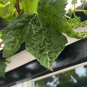 Photo of the plant species Sycamore Maple by @PrimoFrithia76 named Sage on Greg, the plant care app