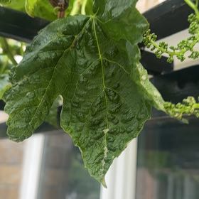 Photo of the plant species Sycamore Maple by @PrimoFrithia76 named Pax on Greg, the plant care app