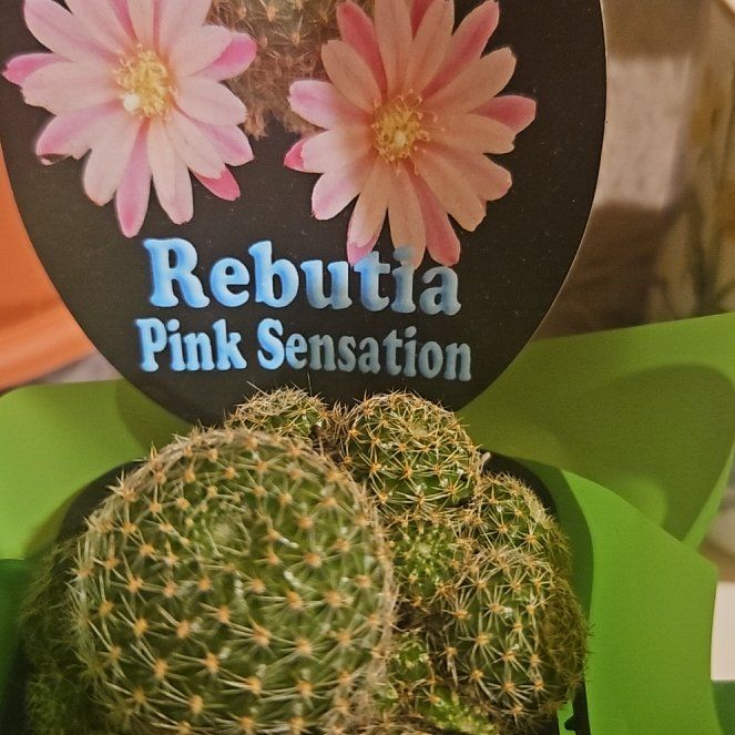 Photo of the plant species Assorted Rebutia by @ArtisteHorminum named Harry on Greg, the plant care app