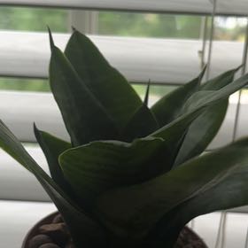Photo of the plant species Birds Nest Snake Plant by @PerkyBonsi79 named Zeus on Greg, the plant care app