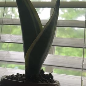 Photo of the plant species Black Gold Snake Plant by @PerkyBonsi79 named Surya on Greg, the plant care app