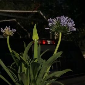 Photo of the plant species Blue Lily by @PerkyOregano77 named Anne on Greg, the plant care app