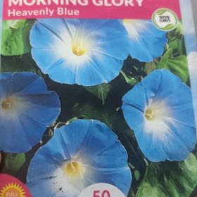 Photo of the plant species Mexican Morning Glory by @HolyIodanthus58 named Xy’leek on Greg, the plant care app